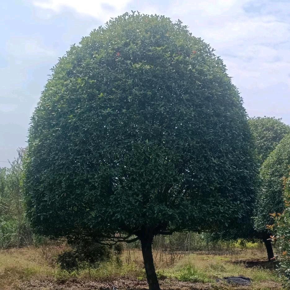 苗木界的那颗聪