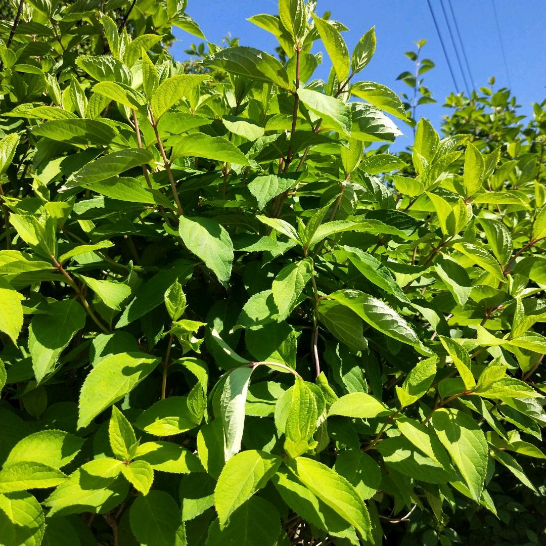 岁月静好