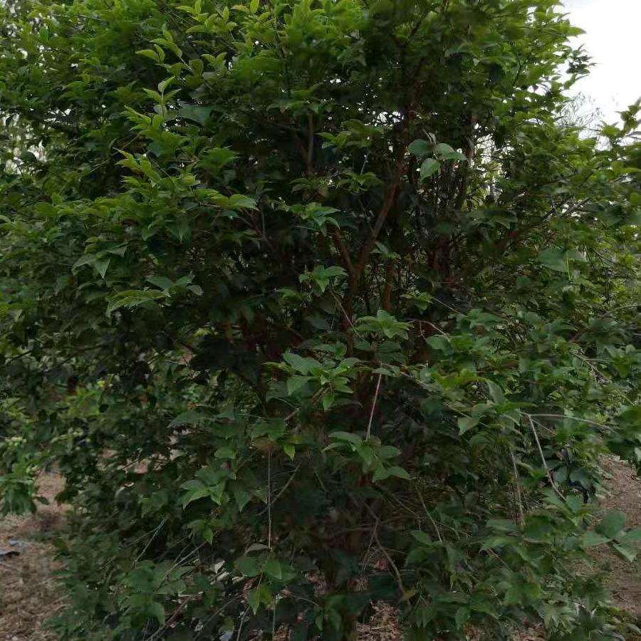 菠萝蜜树葡萄园
