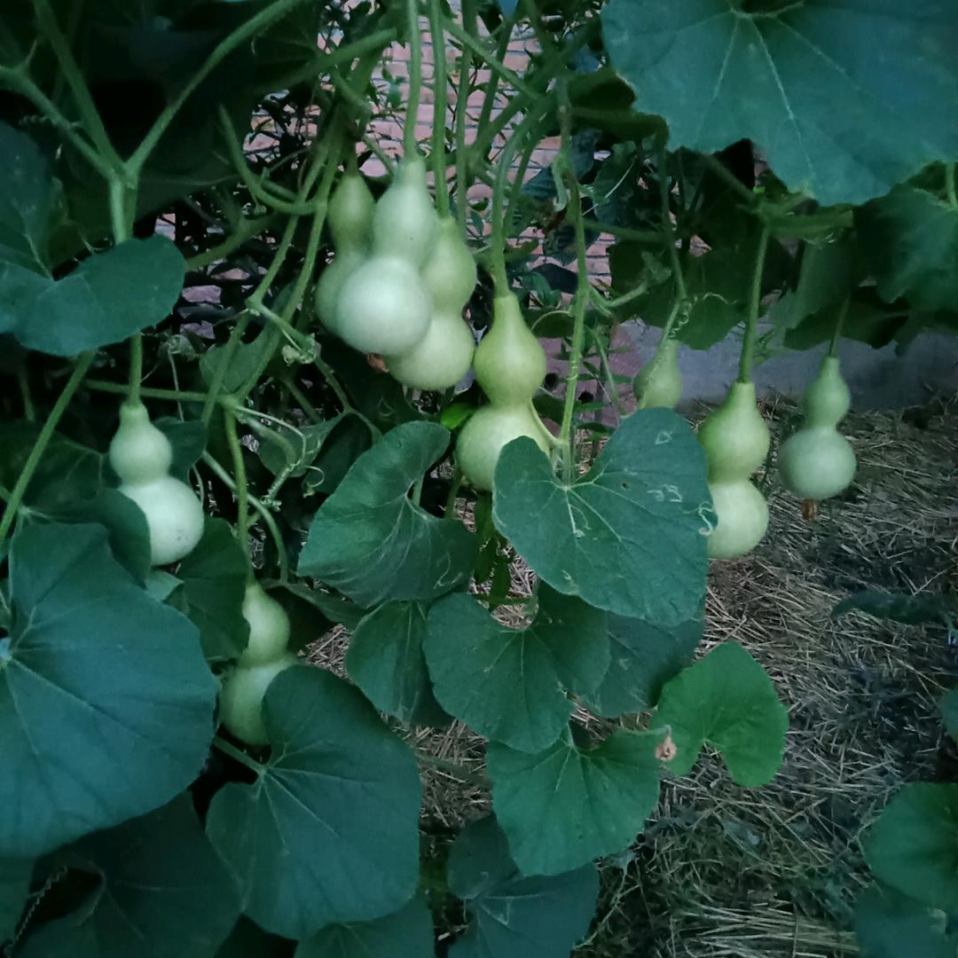 老梅批墙乳胶漆