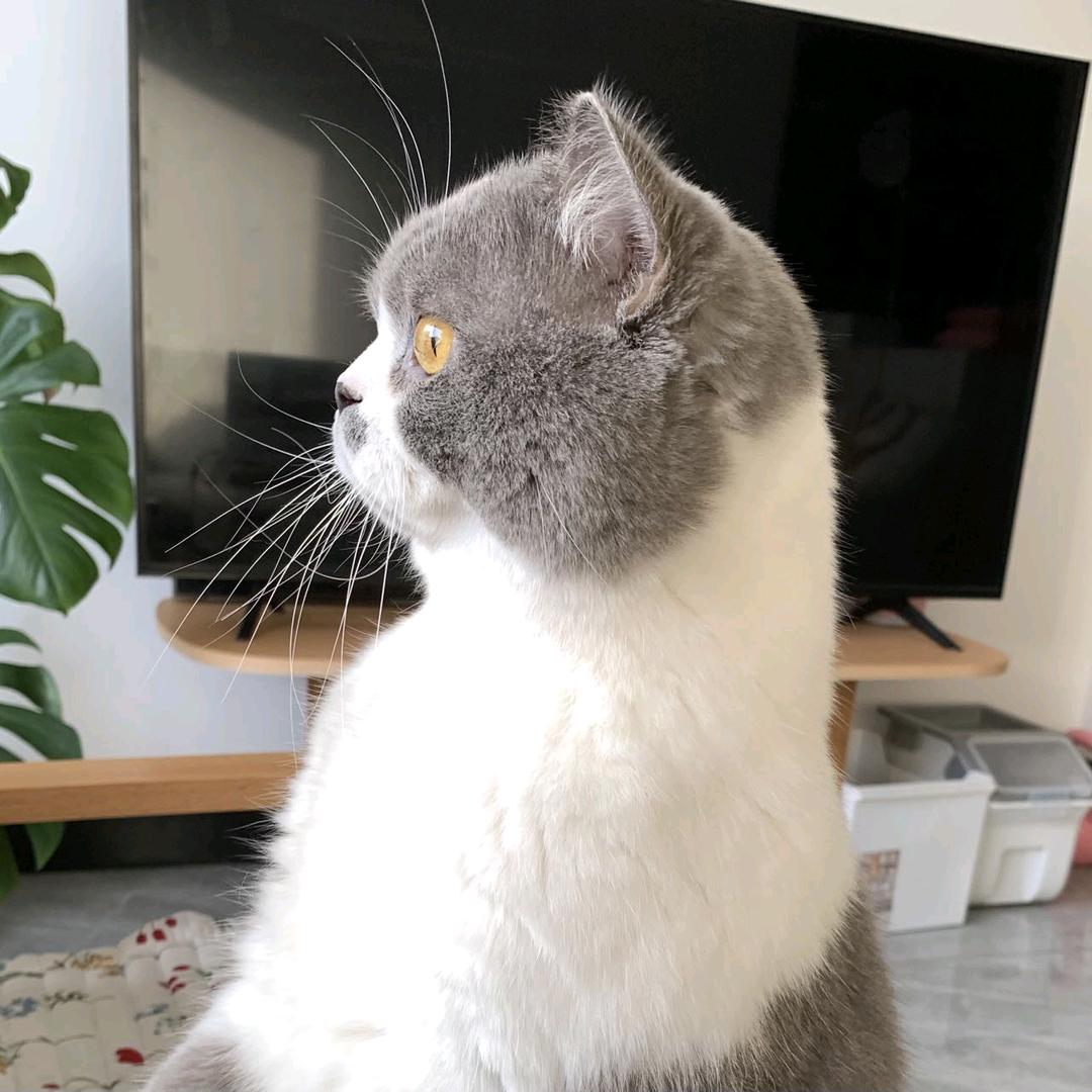 胖胖