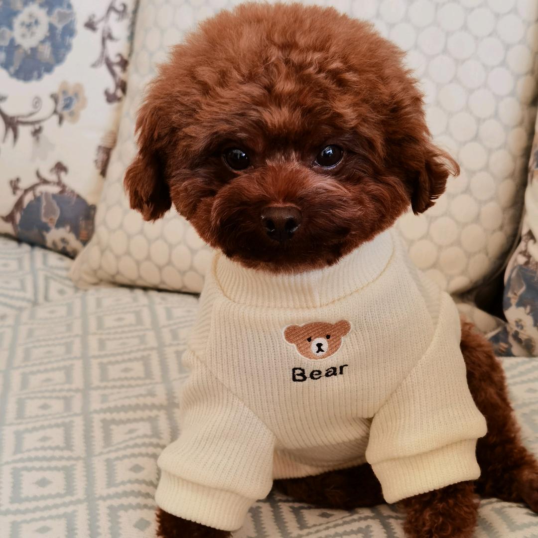 小福子是只泰迪犬