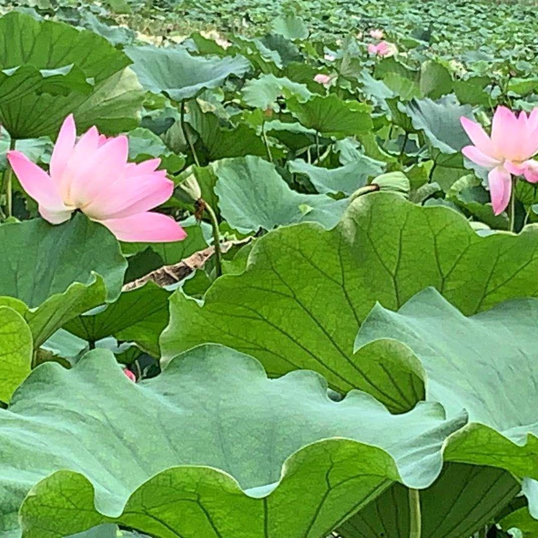 夏天的妹儿