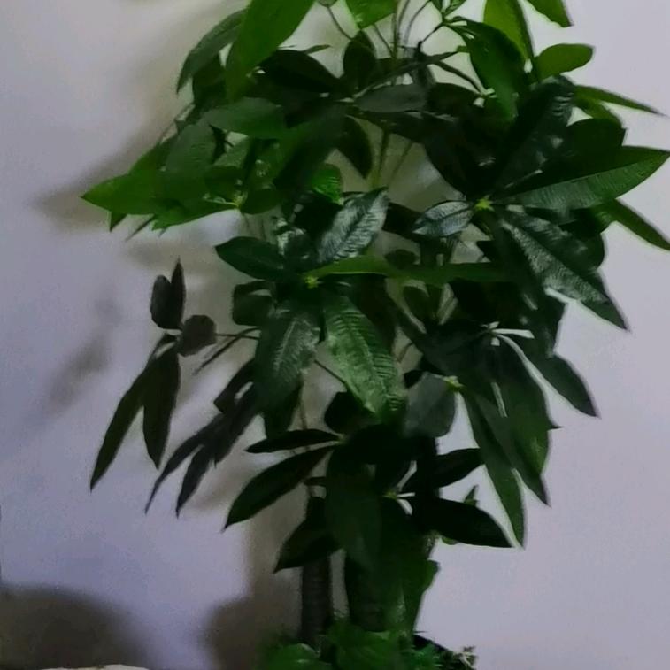 何文洁