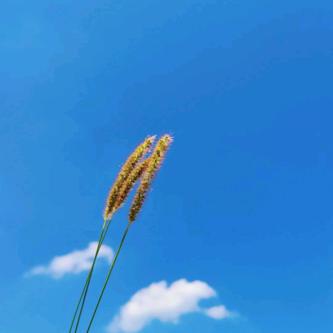 望天白云