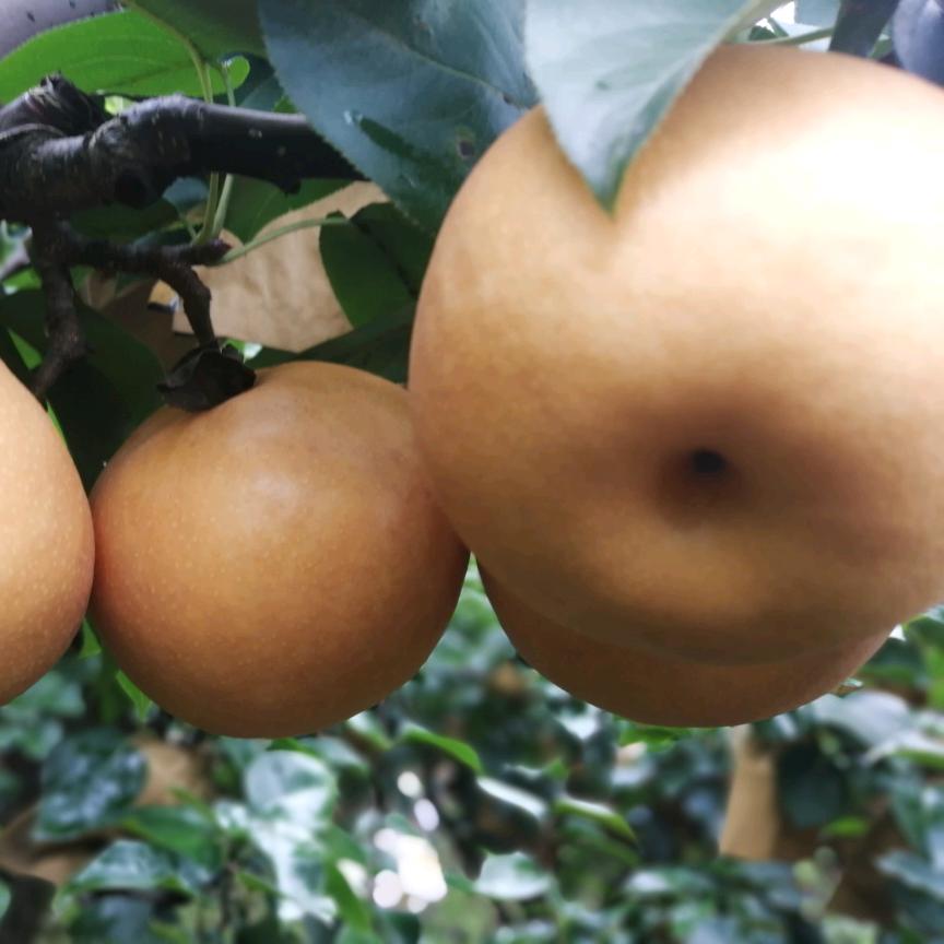 胶东秋月梨新华梨研究托管