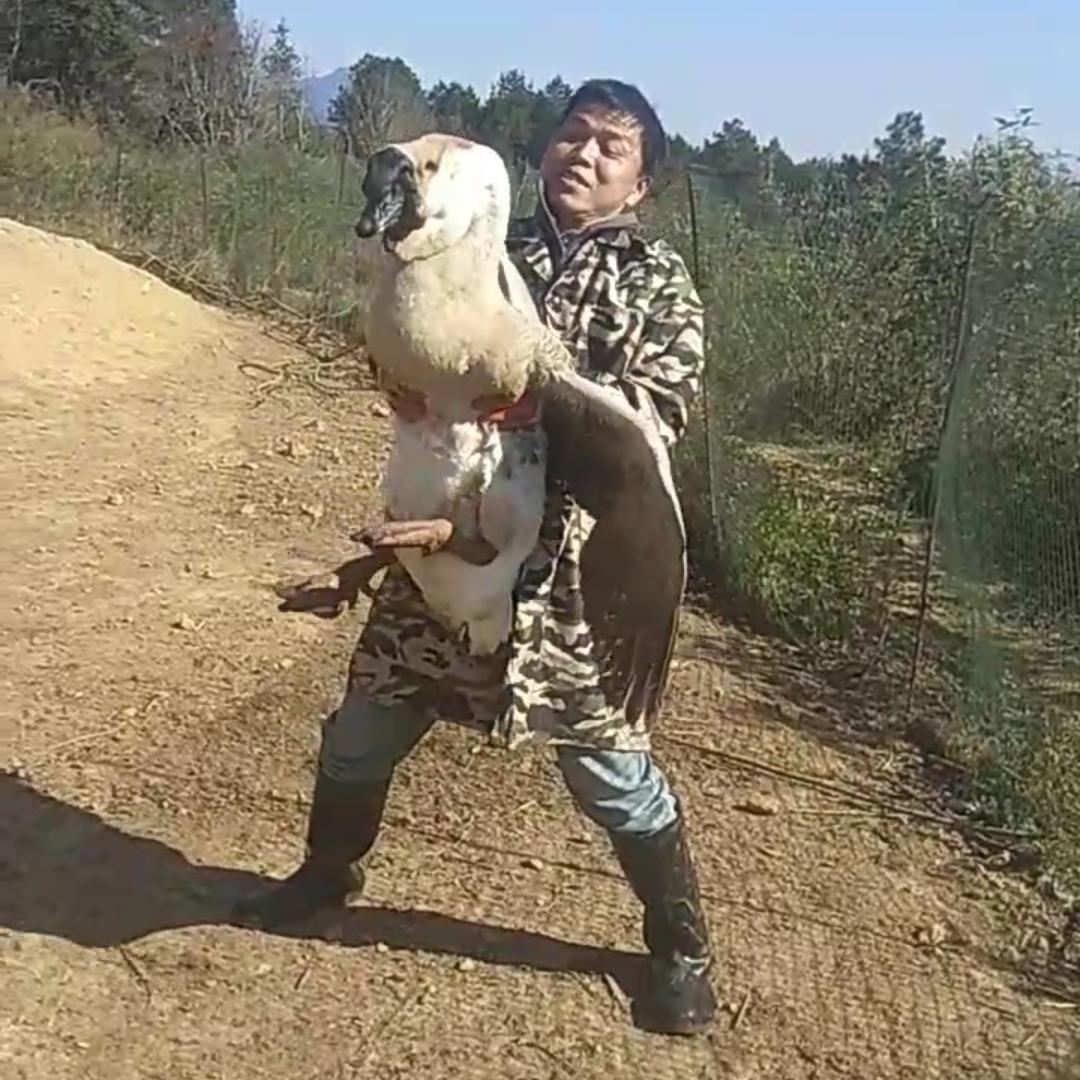 纯绿色天然繁养特大品种狮头鹅