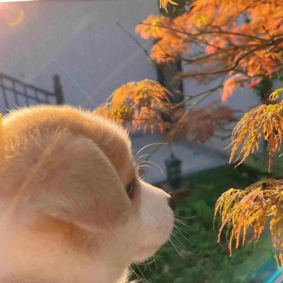 ✿