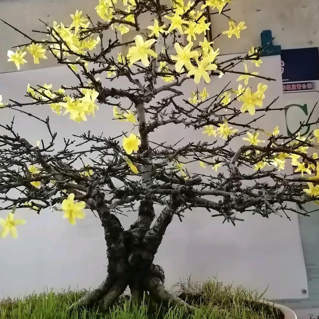 鑫源茶庄