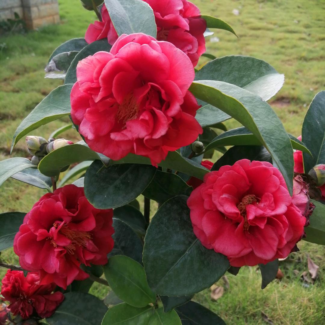 花仙子