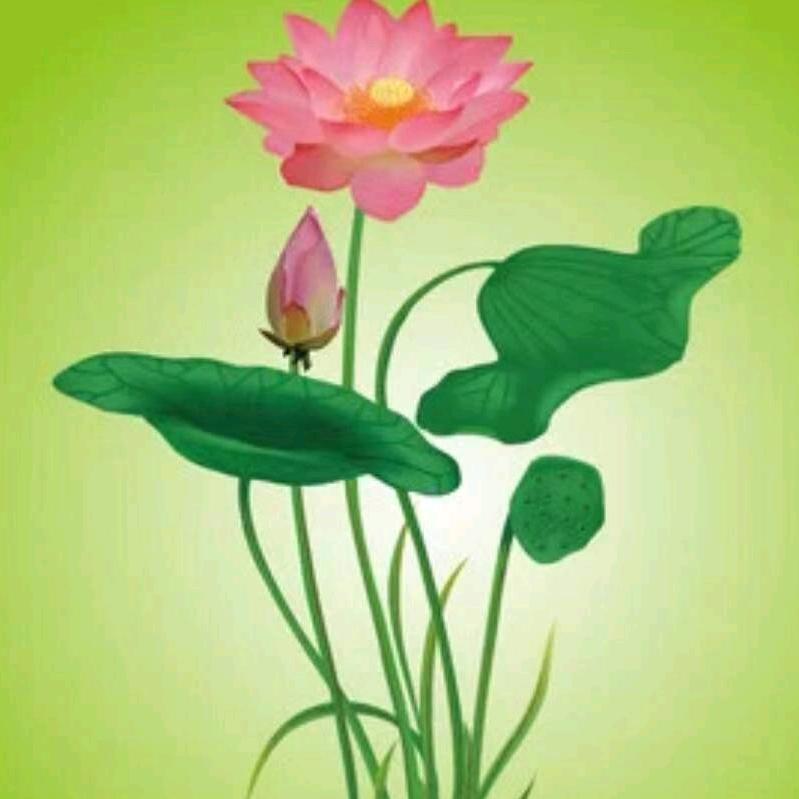 莲花