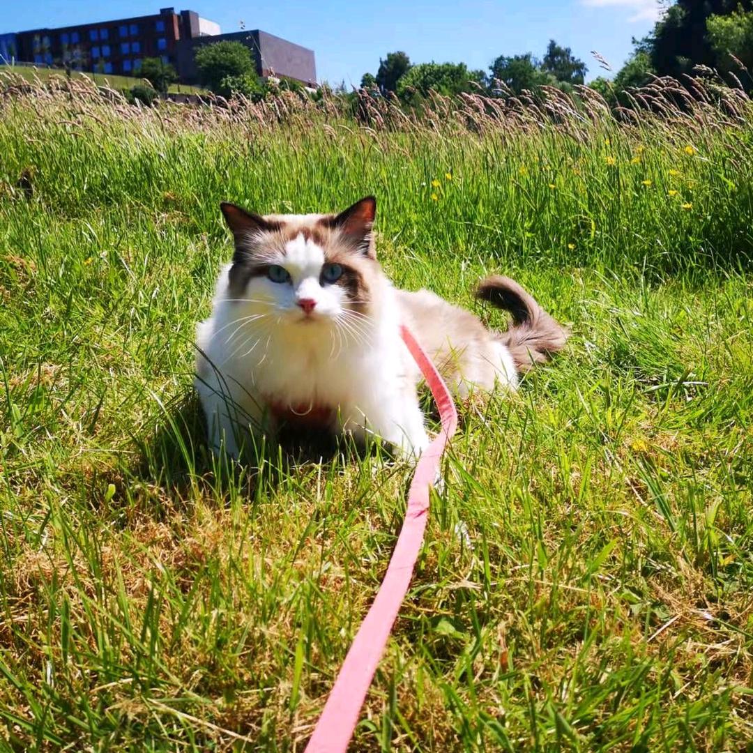 打左边来了个喇叭