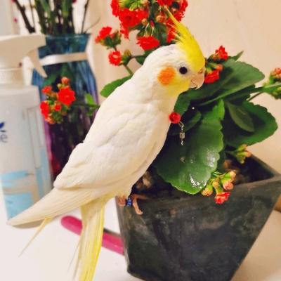 传奇人物