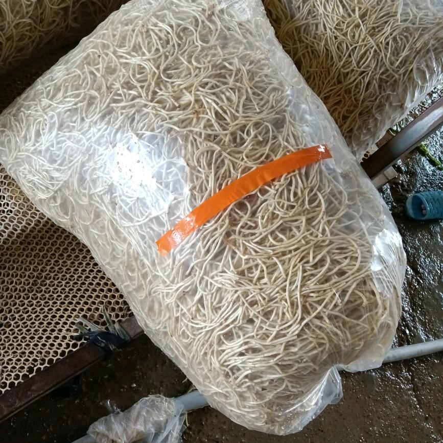 精品折耳根