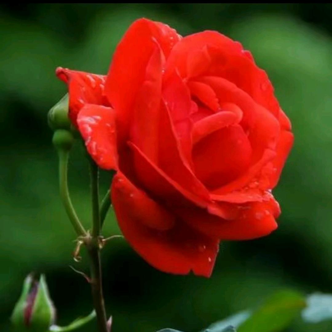 花开富贵🌺