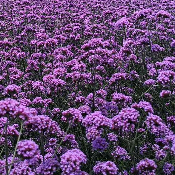 🦋香水百合🦋