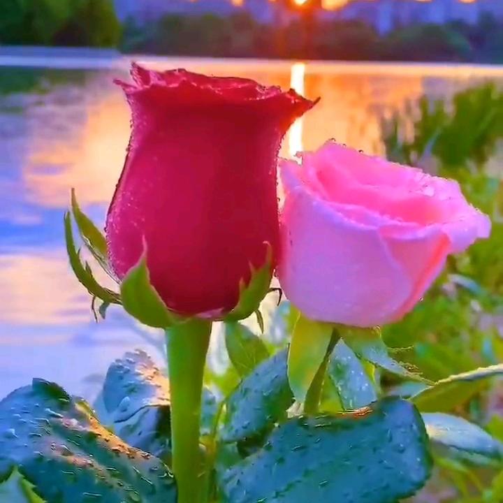 多情雨❤❤