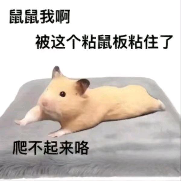 不想起床别喊了头像
