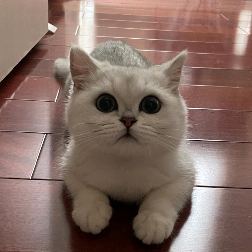 笨笨猫