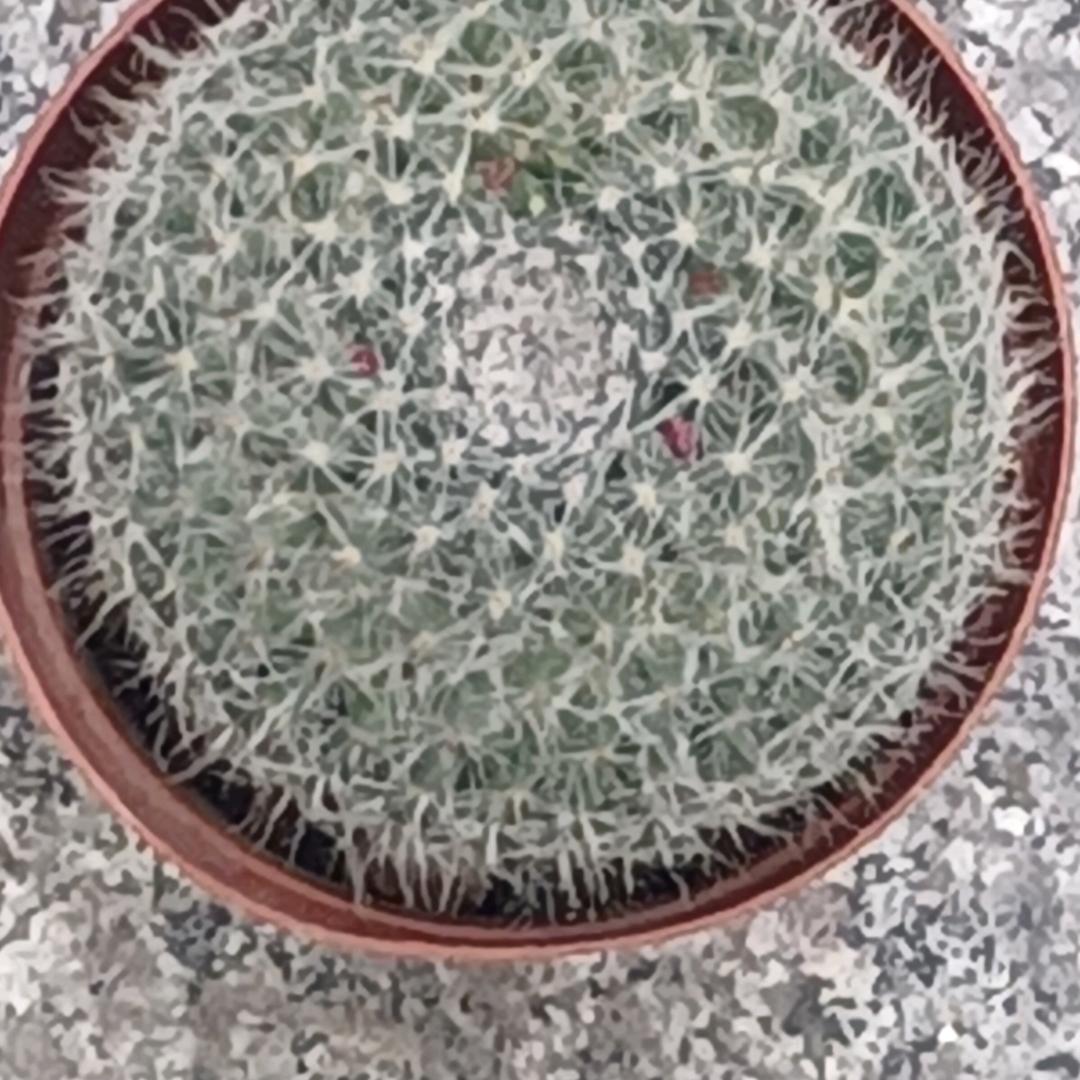 coco