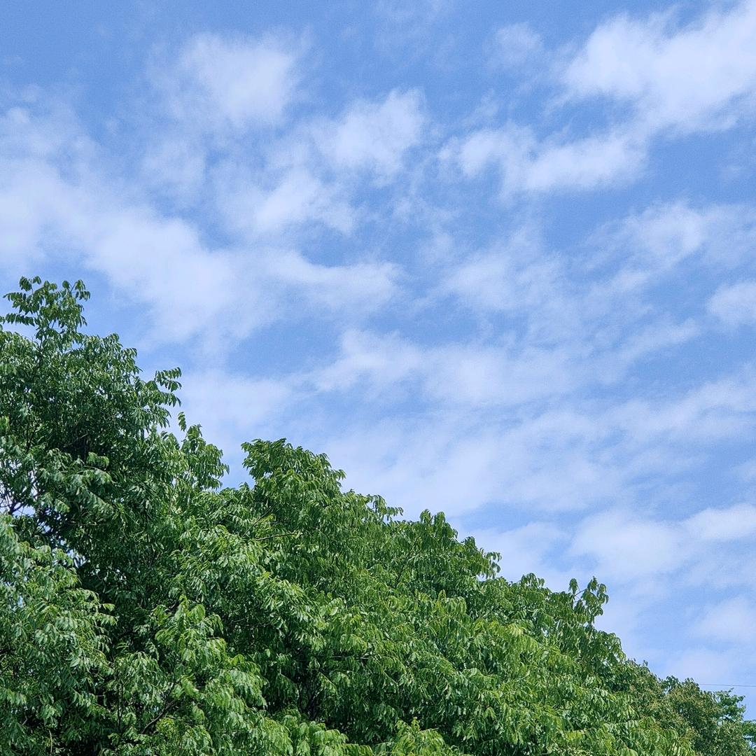 植物保护专业农化律师王平