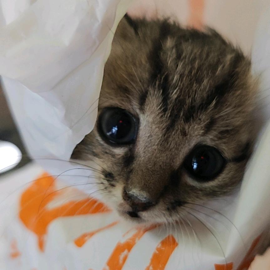 宝岛眼镜——蓉