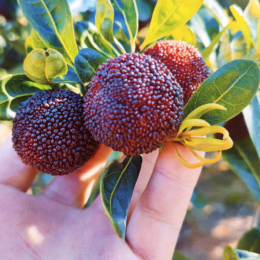 福建闽森果苗（阿郑）