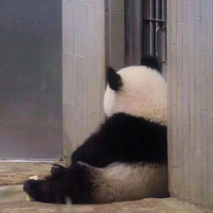 ZY自由的西红柿