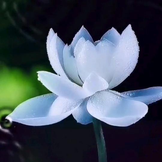 天道