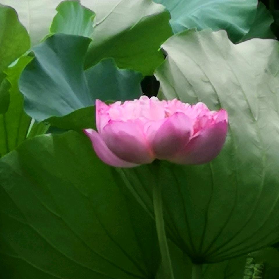 努力扎根的浮萍