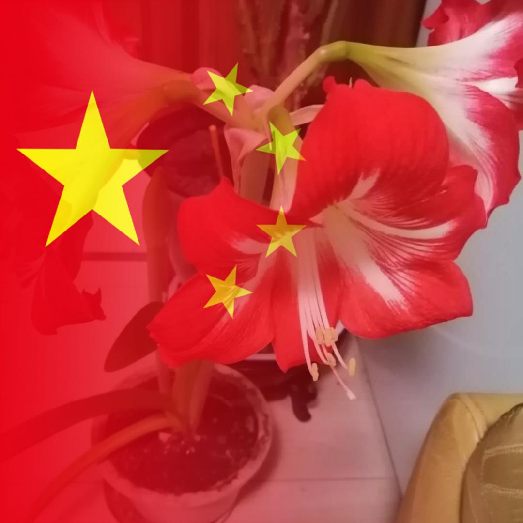阿莲