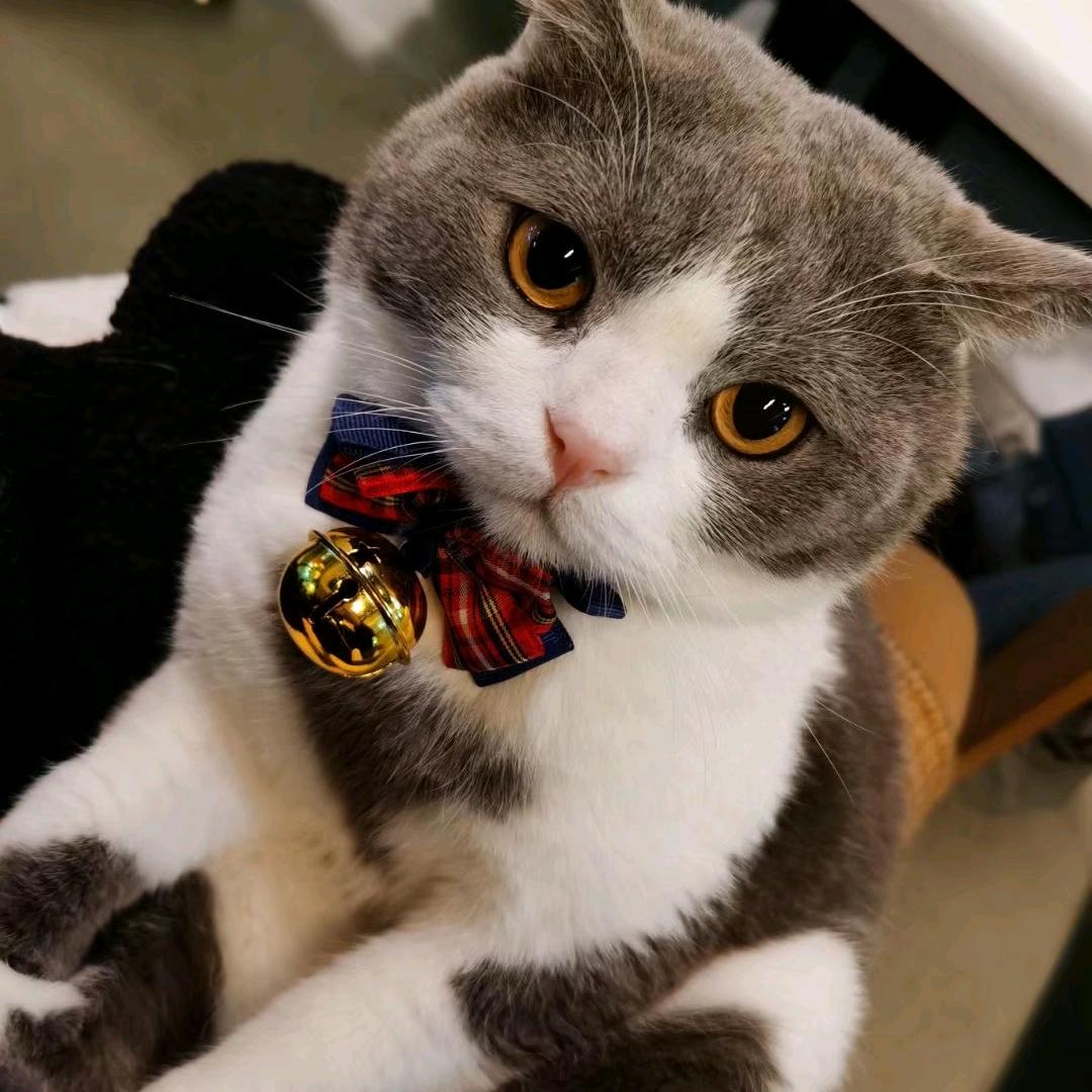 一墅猫(猫咖)官方号