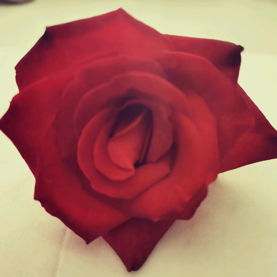 蔷薇创意生活坊