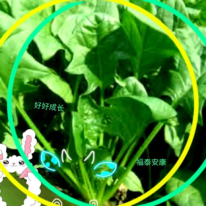 颜色有味(YXH)