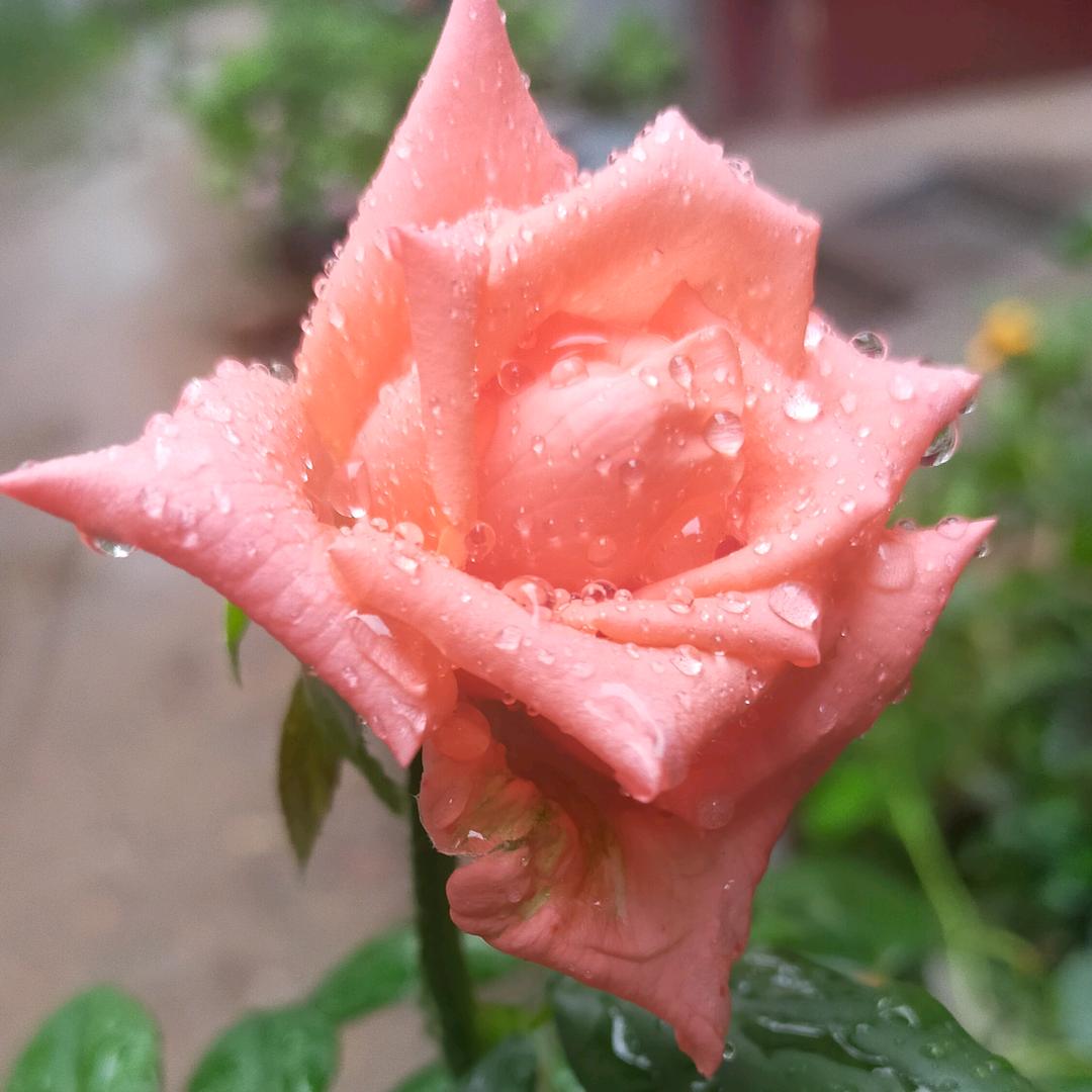 只见花开🌺未见你