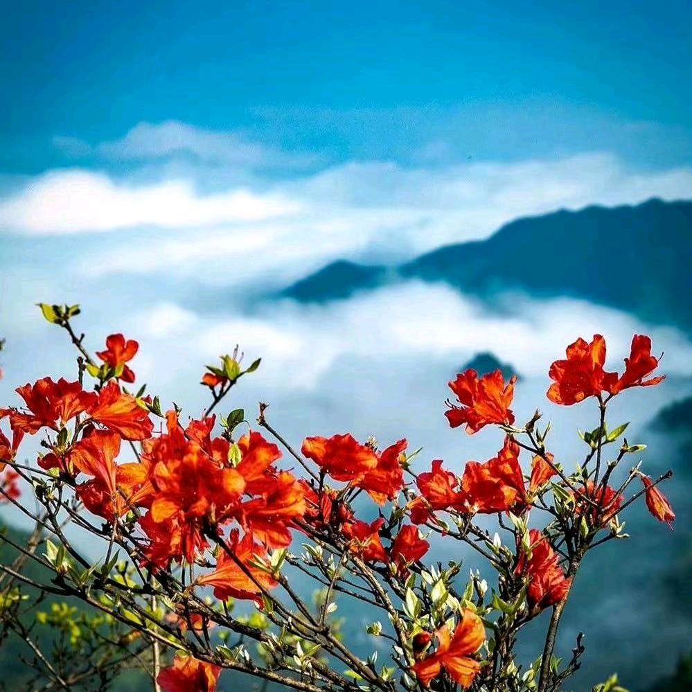 🌺小小麻