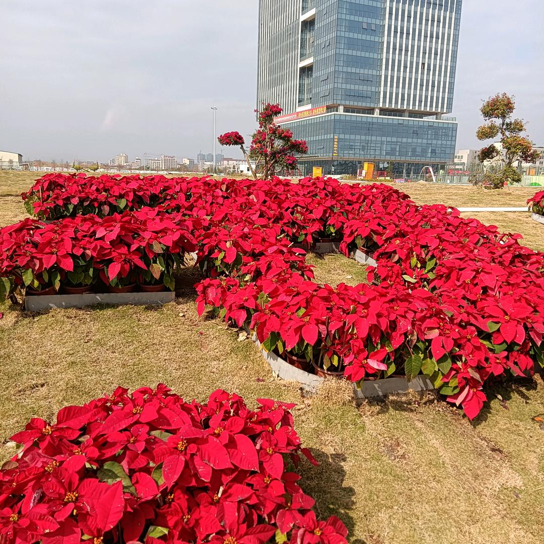 用户807371678091啊英