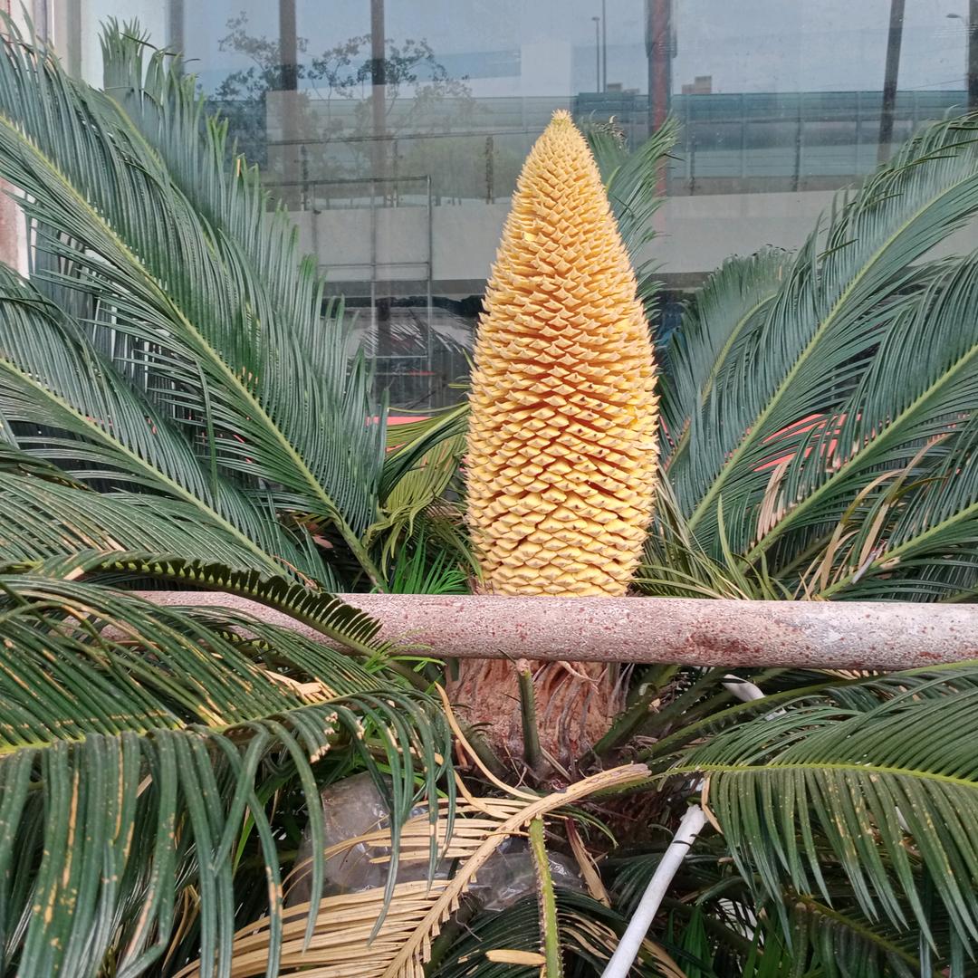 （向往明天