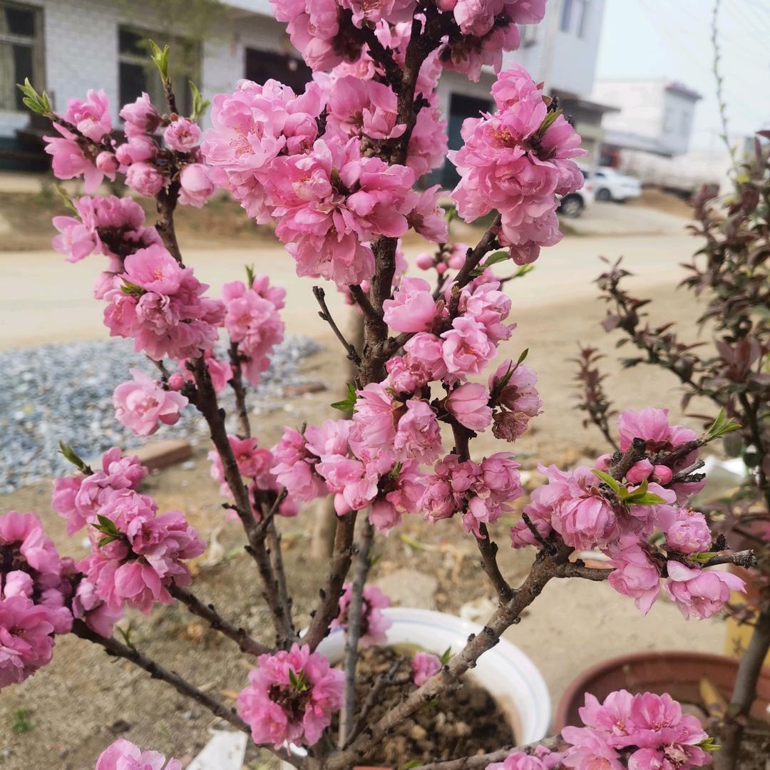 乡村老赵爱唱戏（不定时直播）