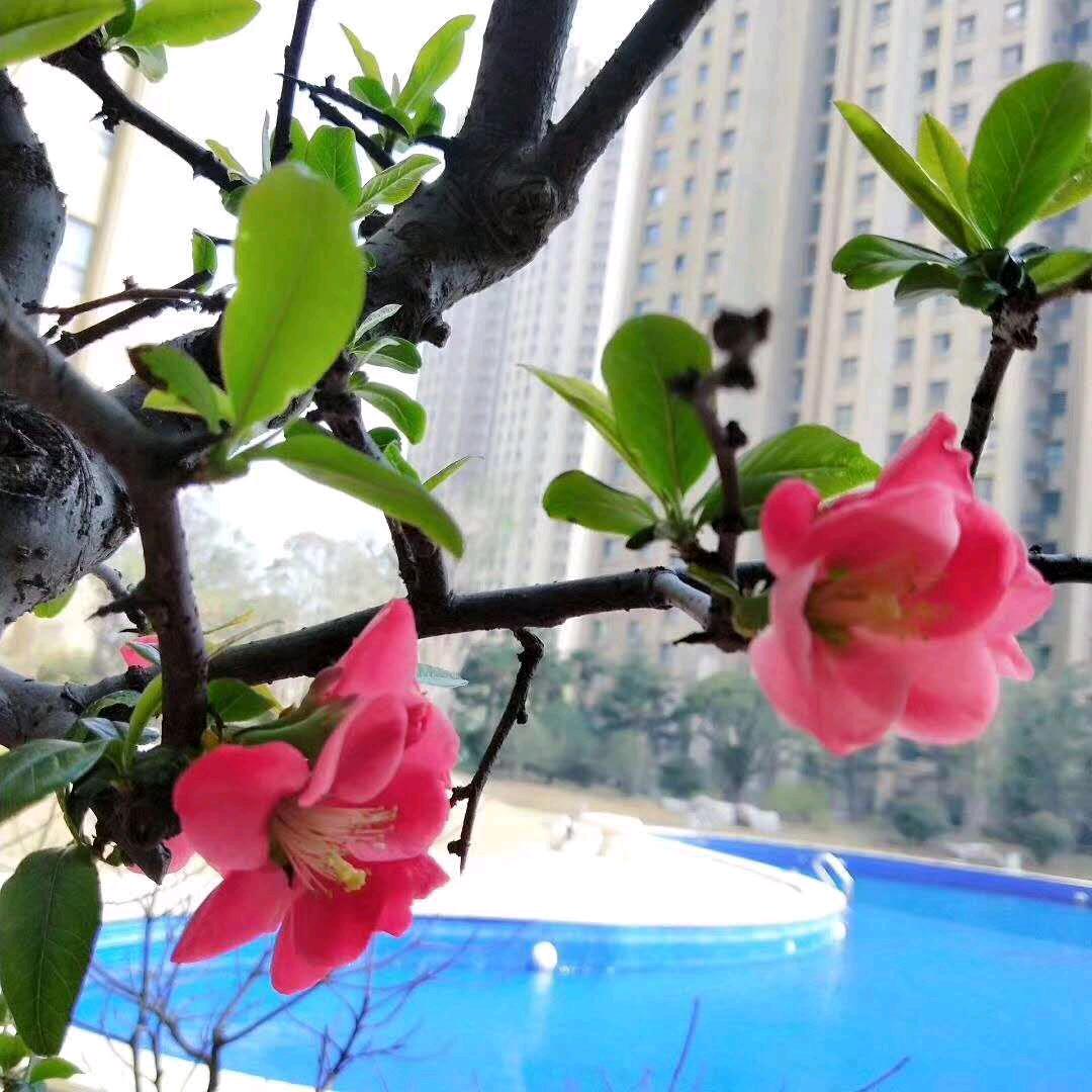 聆听花开