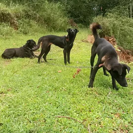 彞族黑哥
