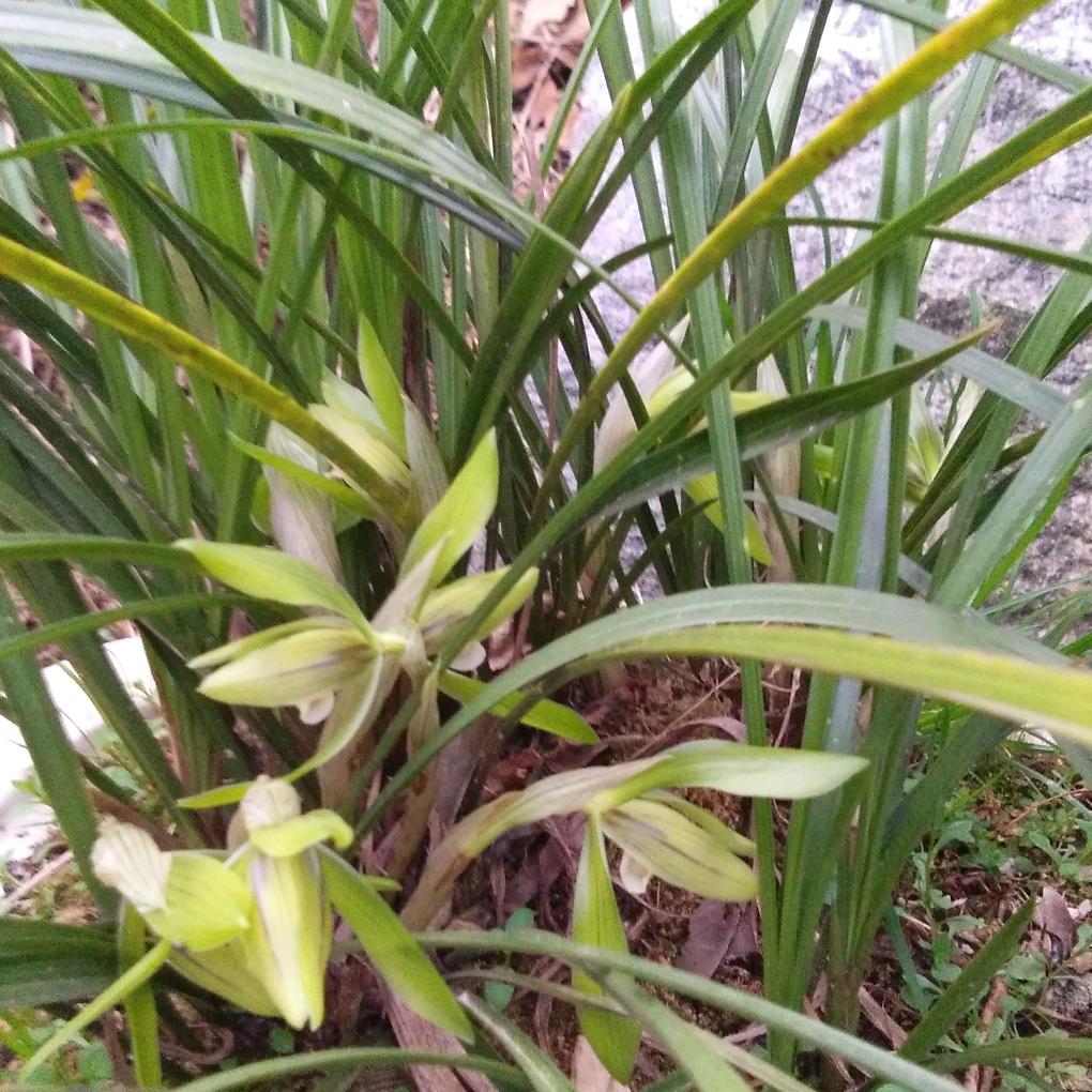 小雷