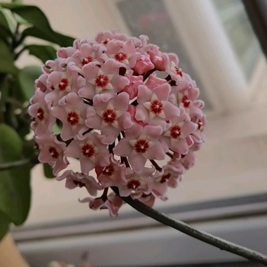 陌上柳絮倾城雪