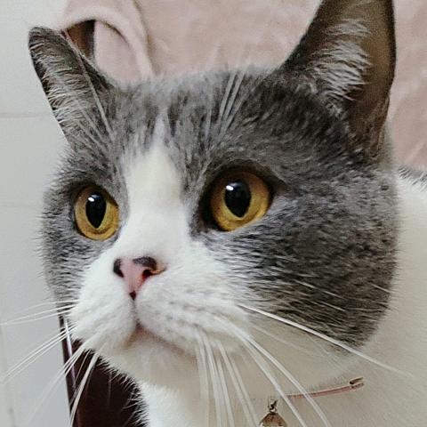 邜子渃珂🐾