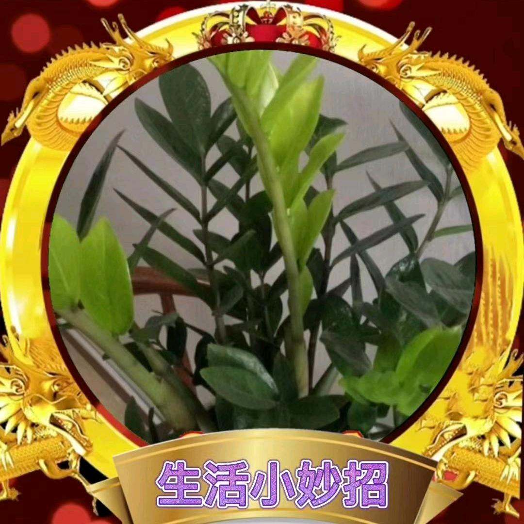 杜歌吃喝玩乐