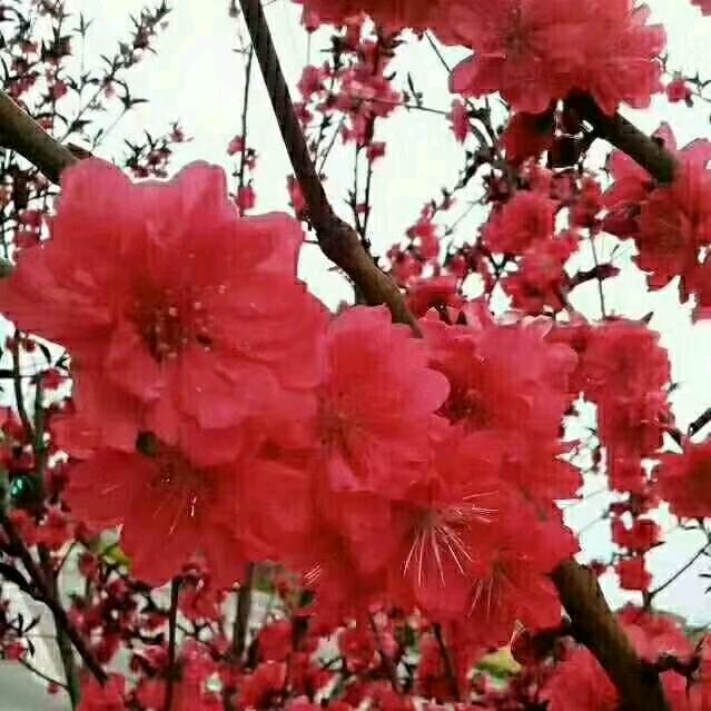 松娣向大家问好