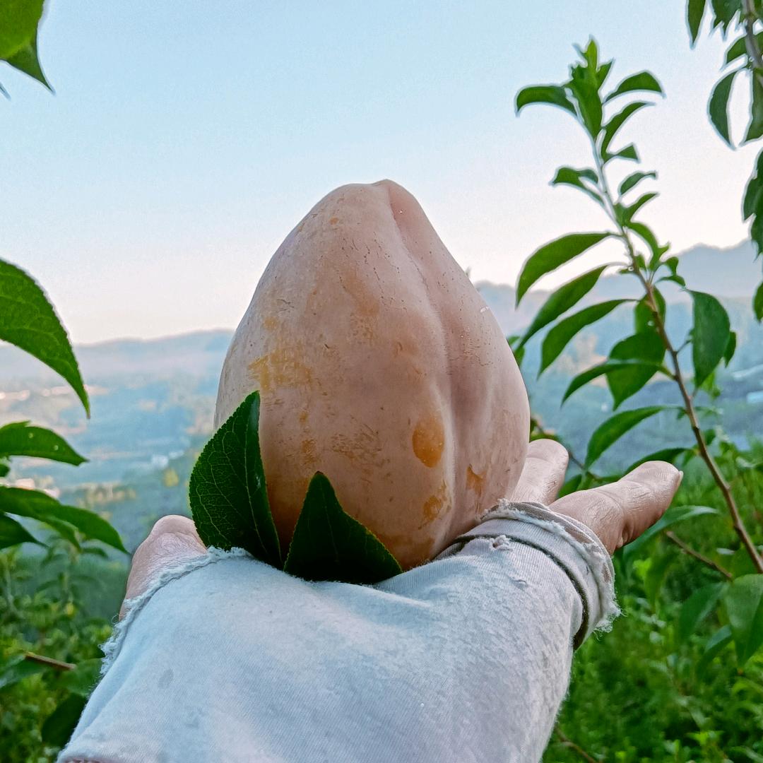 果硒园（水东之恋）