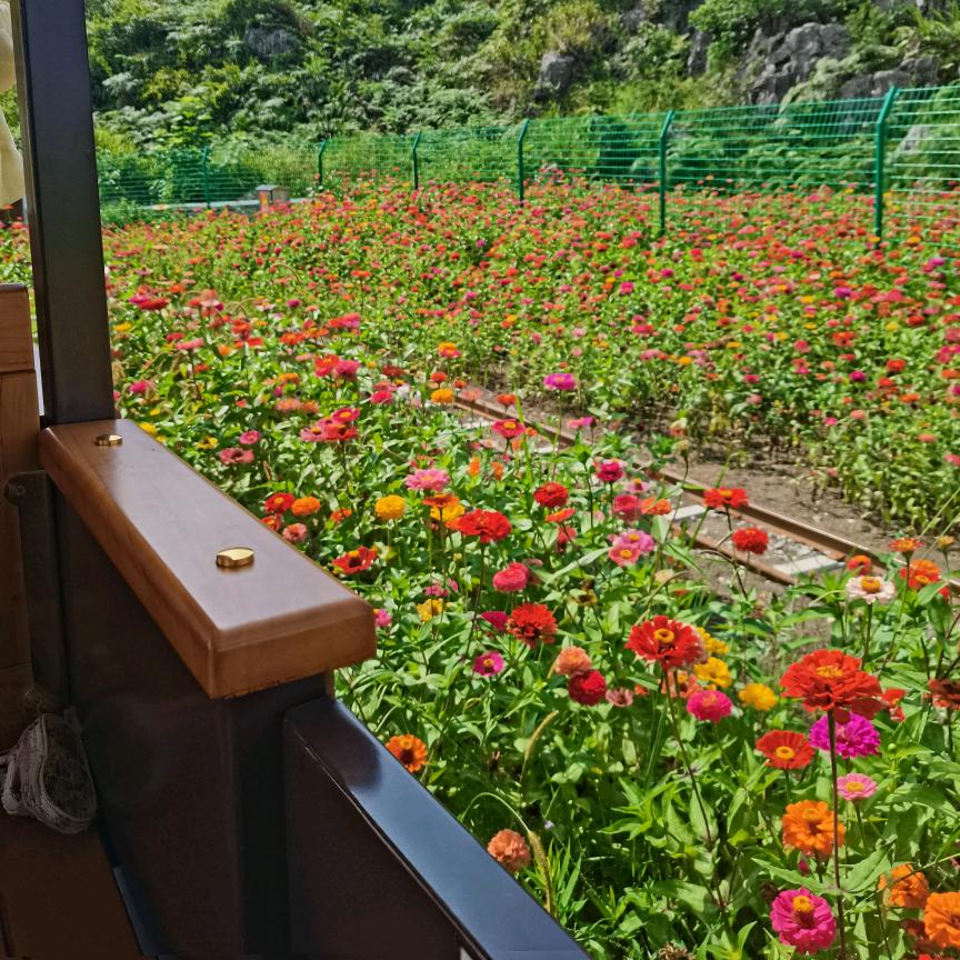萩莓莓