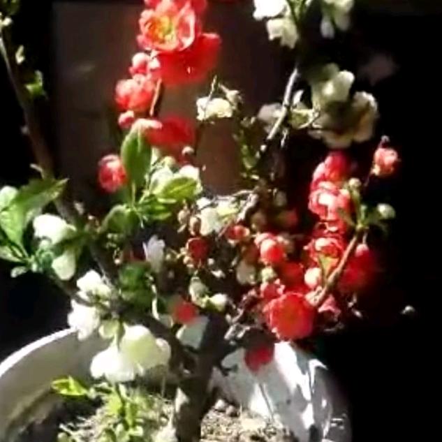 龙卷风花