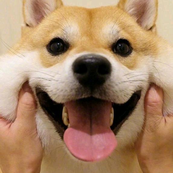 糖醋排骨加糖醋鱼